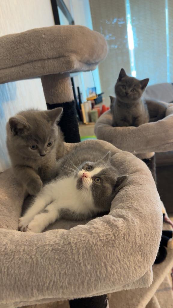 Britse Korthaar kittens beschikbaar, Meerdere dieren, Ontwormd, 0 tot 2 jaar