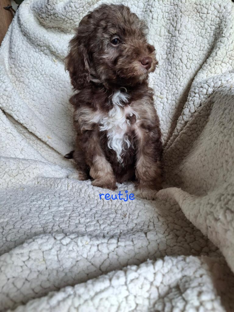 Dwergpoedel x maltipoo pups, Parvo, 8 tot 15 weken, Meerdere, Nederland