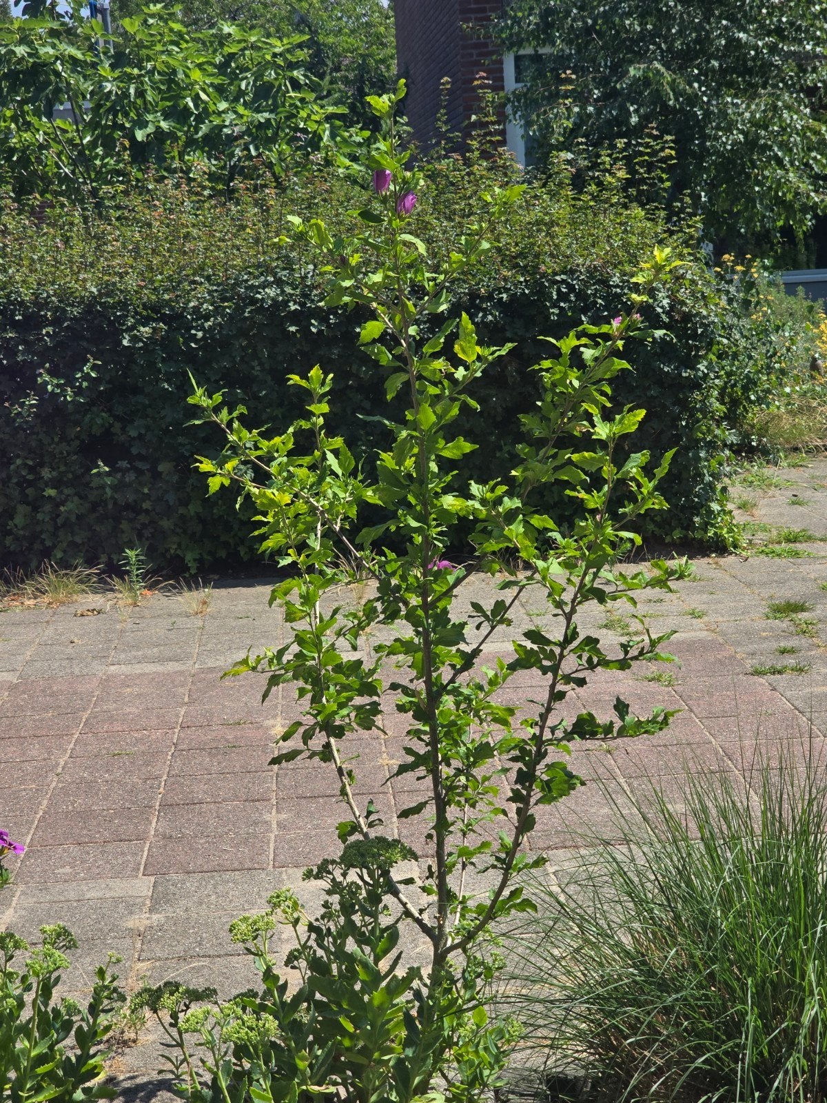 Hibiscus struik roze., Ophalen, Overige soorten, 100 tot 250 cm