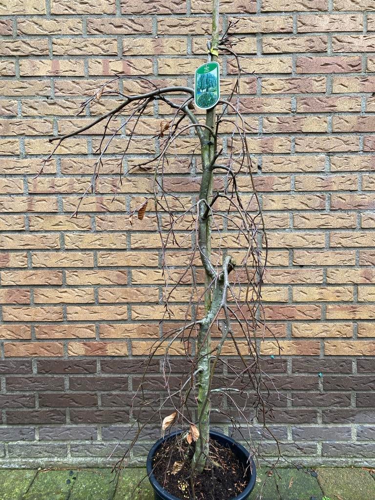 Groene Treurbeuk - Fagus sylvatica pendula - ca 100cm Bonsai, Tuin en Terras, Planten | Bomen, Lente, 100 tot 250 cm, Ophalen