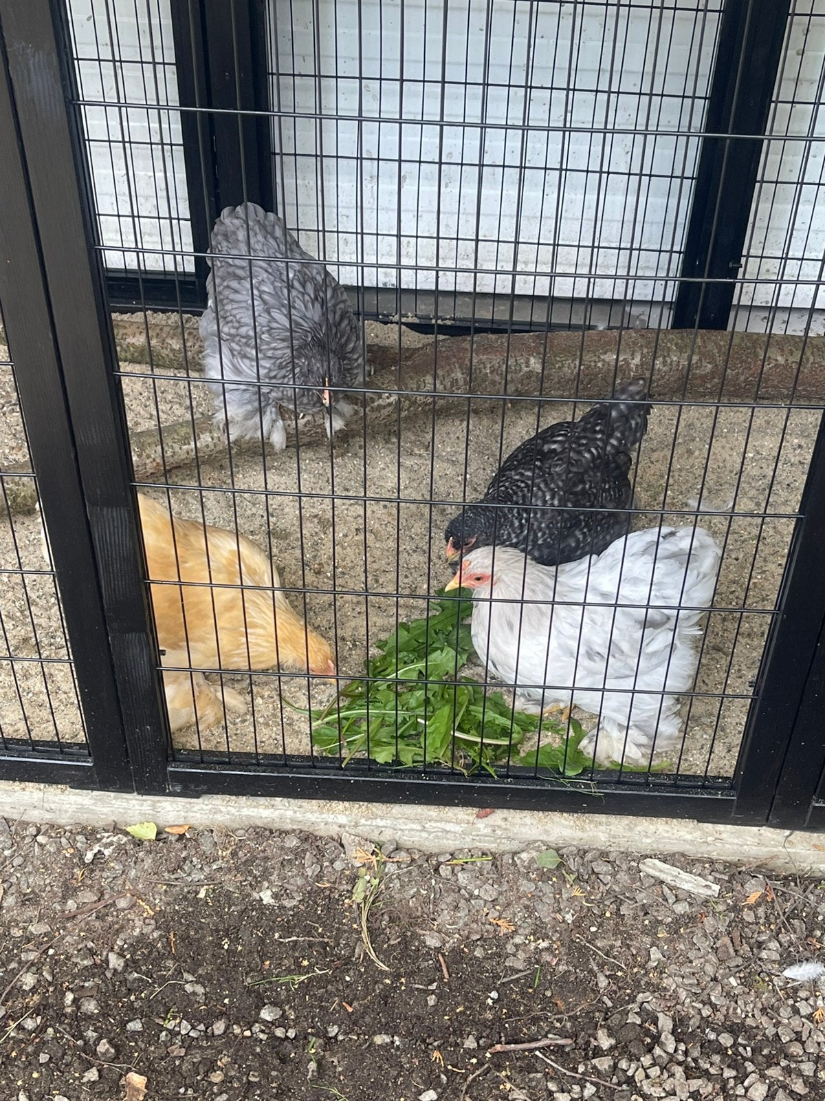GEZOCHT Cochin kriel, Dieren en Toebehoren, Pluimvee, Vrouwelijk, Kip