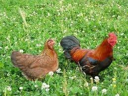 Welsumer haan, Dieren en Toebehoren, Pluimvee, Mannelijk, Kip