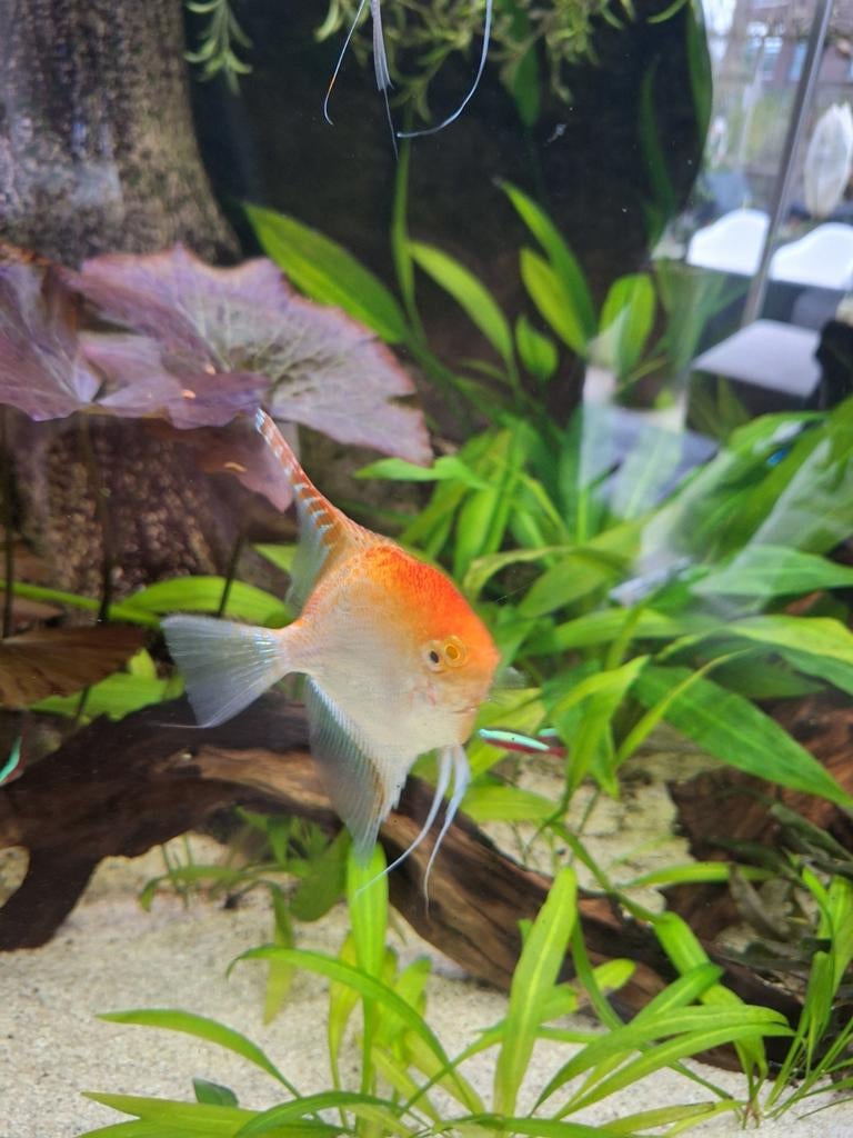 6 mooi grote, volwassen maanvissen, Vis