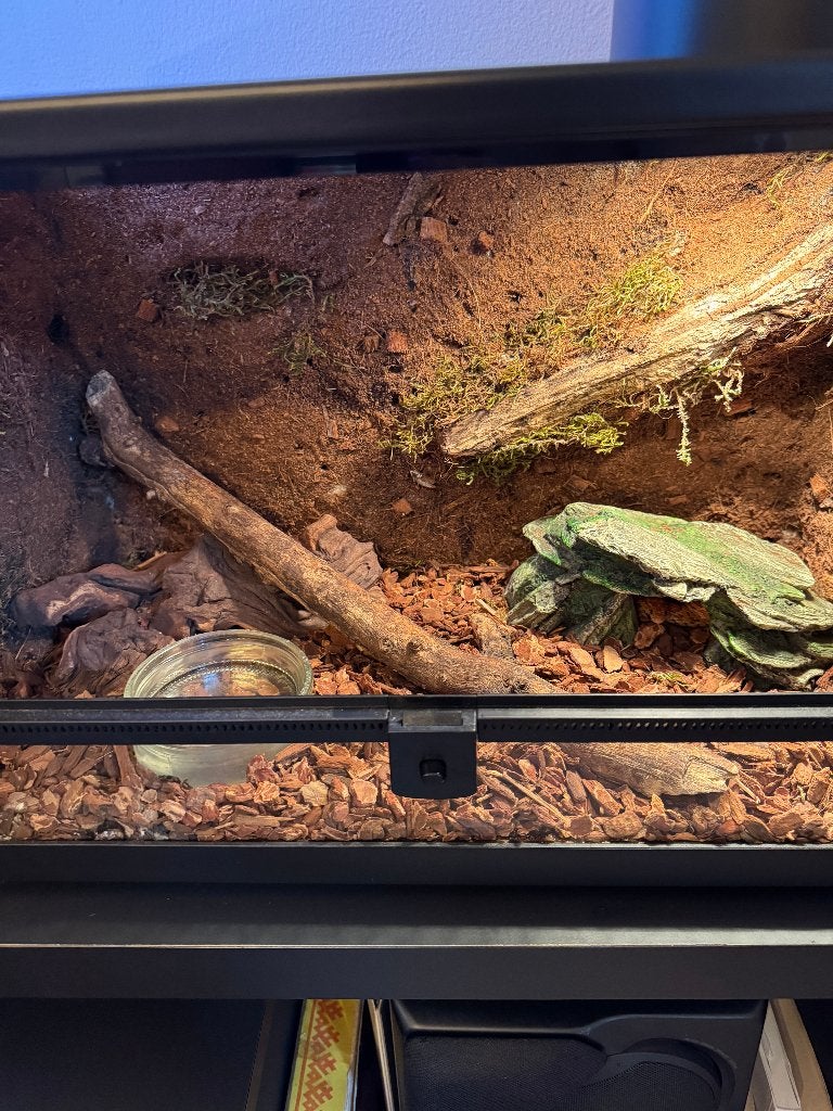 Terrarium met korenslang Corn Snake photo 3