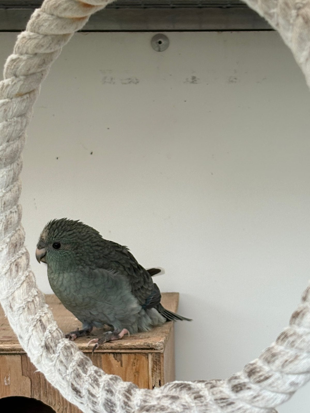 Jonge kakarikis om tam te maken, Dieren en Toebehoren, Vogels | Parkieten en Papegaaien, Meerdere dieren, Parkiet, Tam