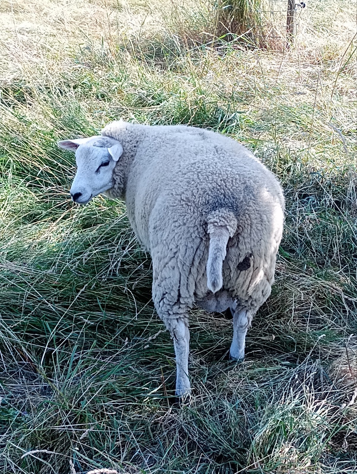 Mooie schapen rammen tekoop, Dieren en Toebehoren, Schapen, Geiten en Varkens, Mannelijk, Schaap