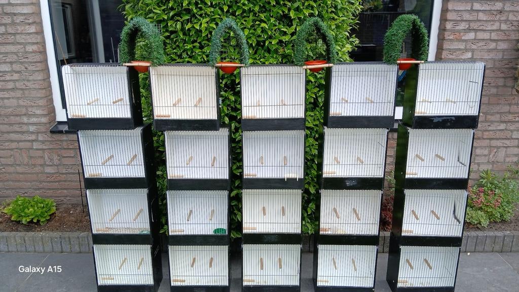 TT Kooien en Vogelnestjes, Dieren en Toebehoren, Meerdere dieren, Kleurkanarie