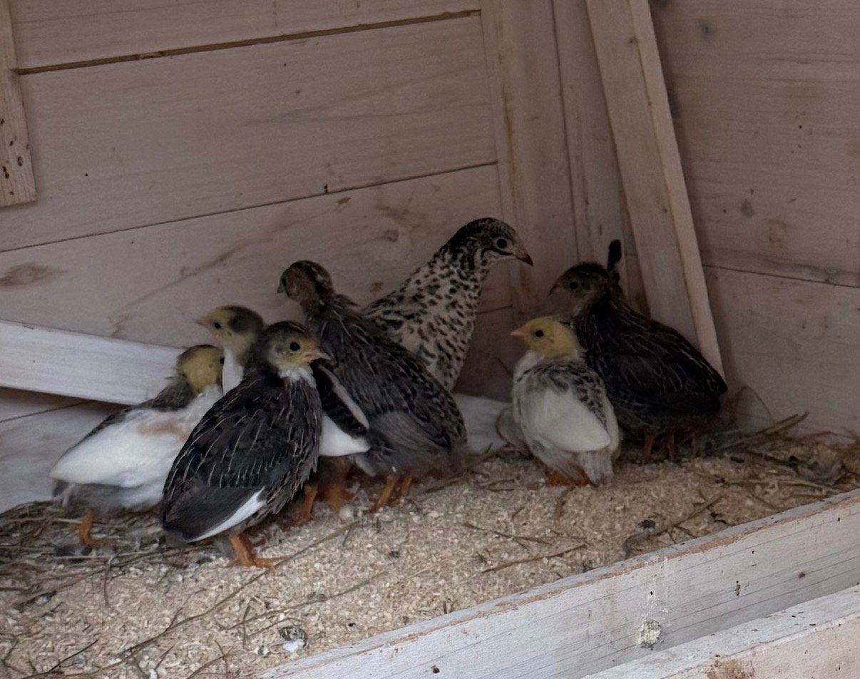 Chineese dwerg kwartels, Meerdere dieren