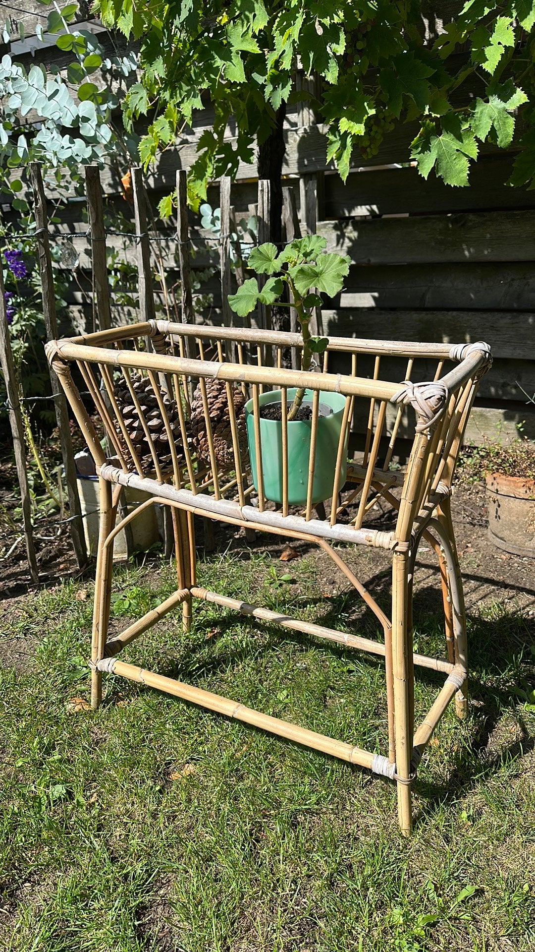 Planten tafel bamboe, Ophalen