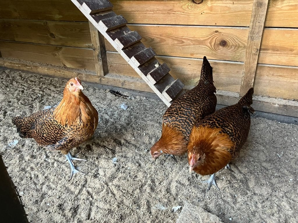 Friese hoenders/kippen, Vrouwelijk, Kip
