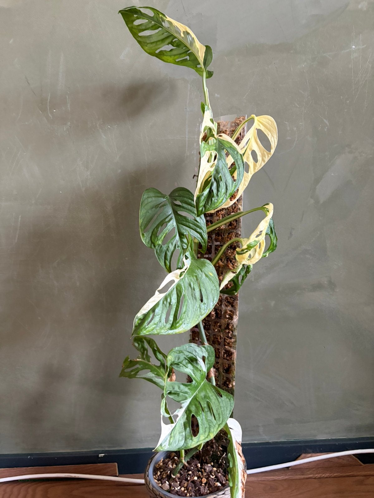 Monstera Adansonii Tricolor Stek, Huis en Inrichting, Kamerplanten, Ophalen of Verzenden, Halfschaduw, Minder dan 100 cm