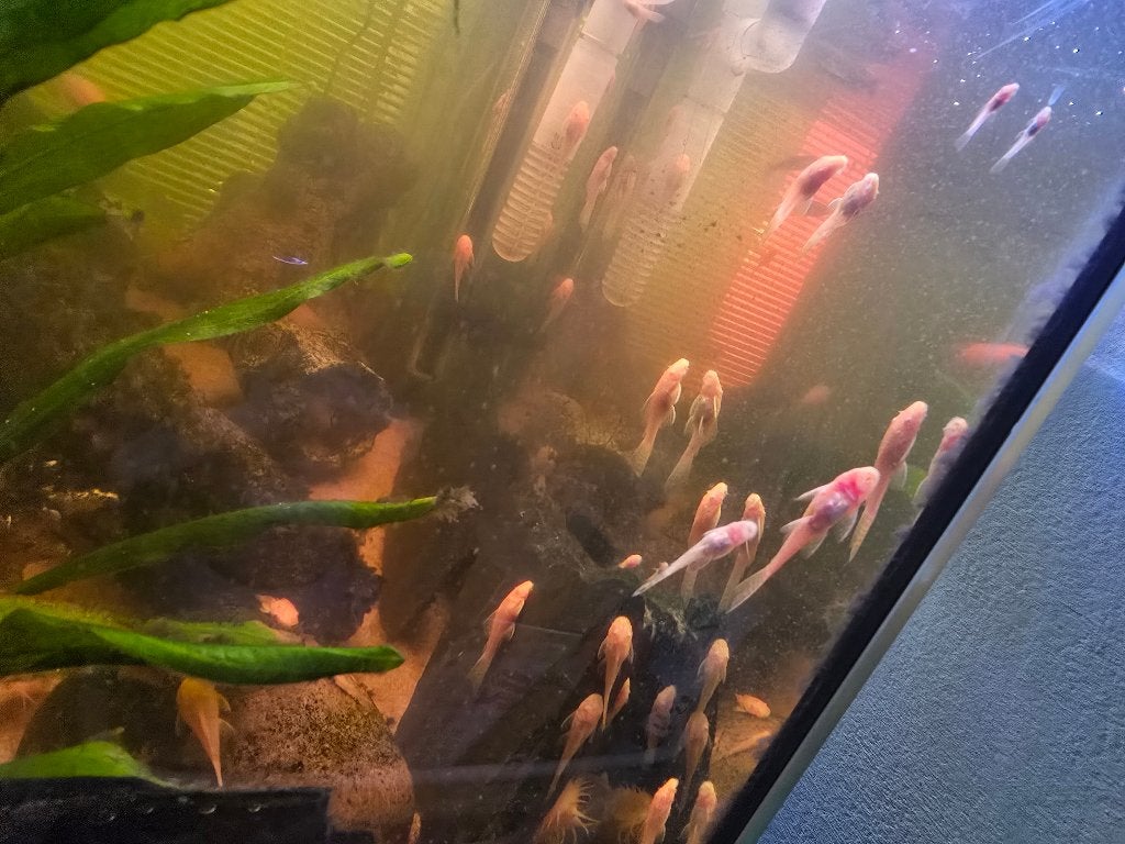 Albino plecos, Dieren en Toebehoren, Vis, Zoetwatervis
