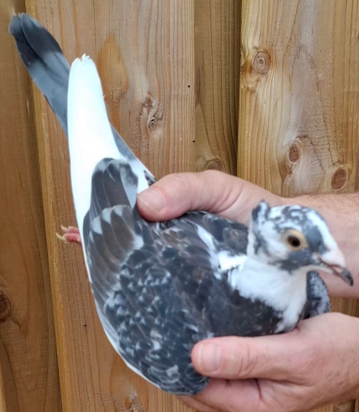 postduiven JAN AARDEN met kuifje, Meerdere dieren, Postduif