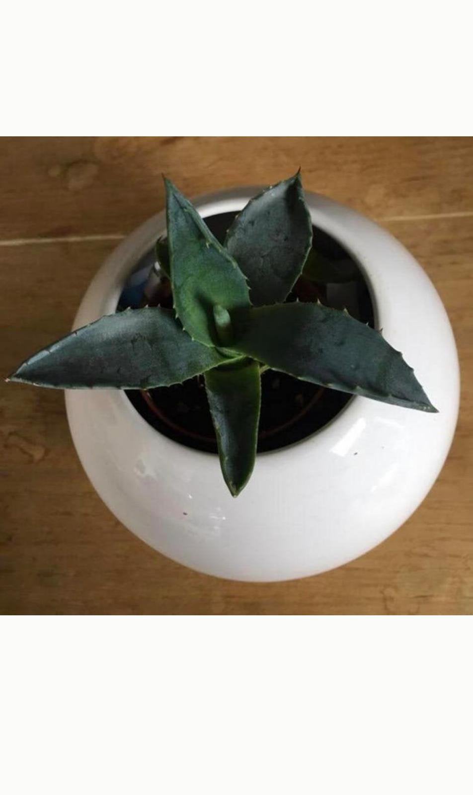 Bio Blauw Agave Americana vaste plant diverse stekken maten, Overige soorten, Ophalen of Verzenden, In pot, Minder dan 100 cm