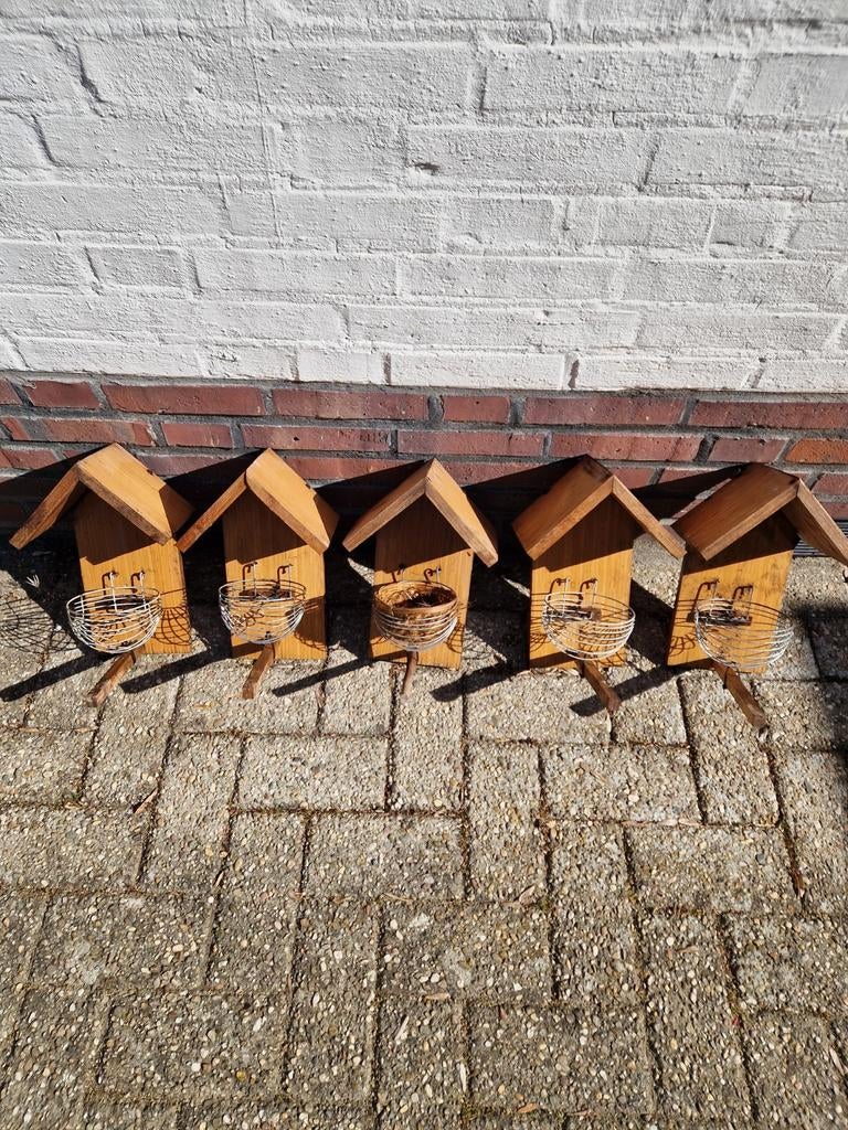 5 Nestkast / kapel Goudvinken, Mannelijk, Wildzangvogel