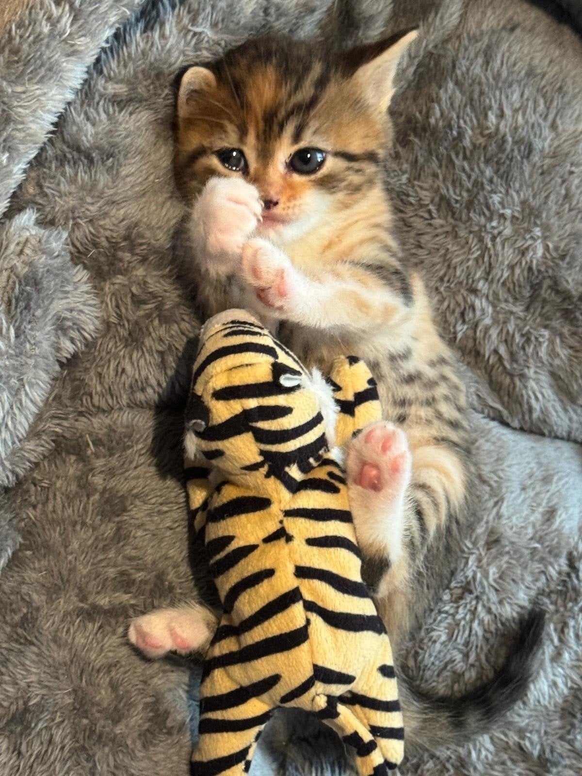 kittens, Meerdere dieren, Ontwormd, 0 tot 2 jaar