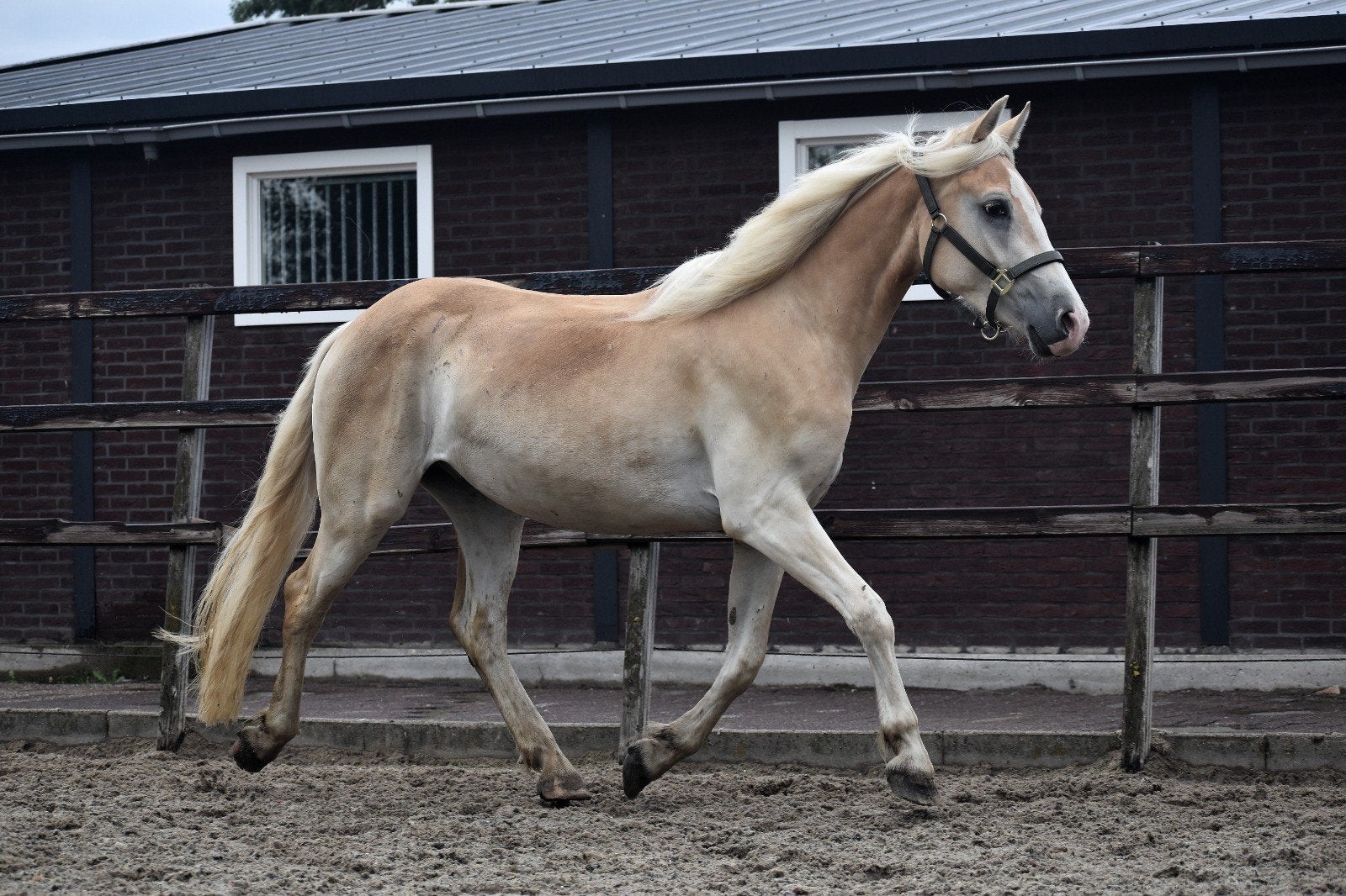 ** HELE LIEVE EN MAKKE 3 JARIGE HAFLINGER RUIN **, Ruin, 3 tot 6 jaar, Onbeleerd, Recreatiepony
