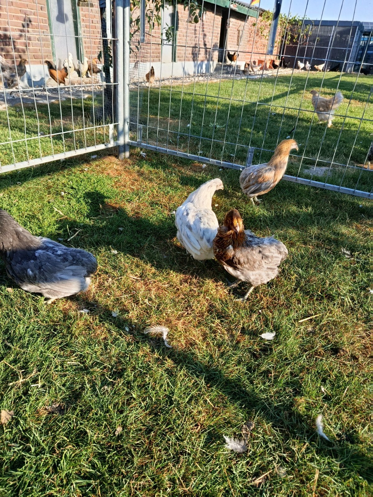 Araucana hennen te koop, Vrouwelijk, Kip