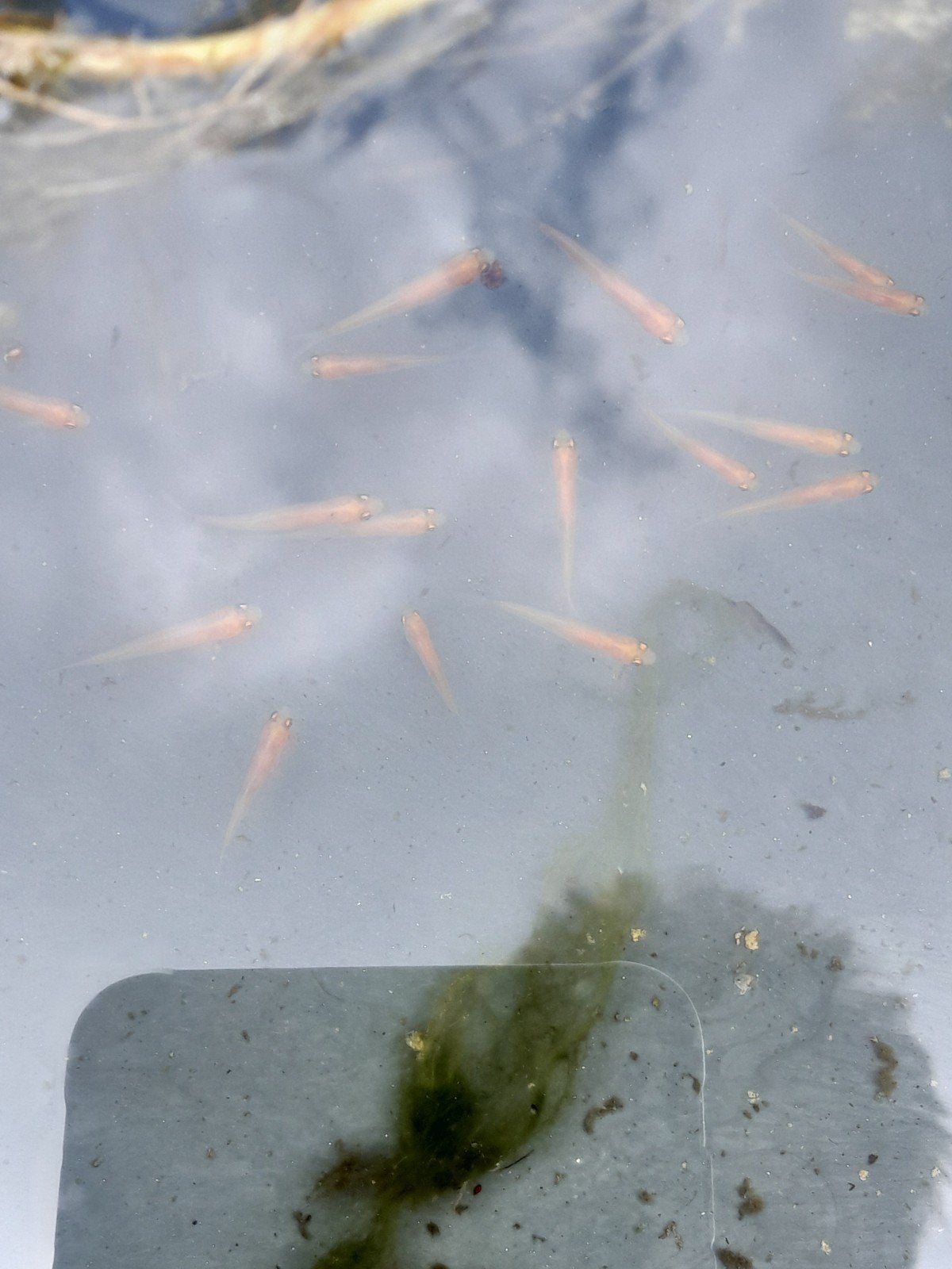 gratis hele jonge goudwindes, Karper of Koi
