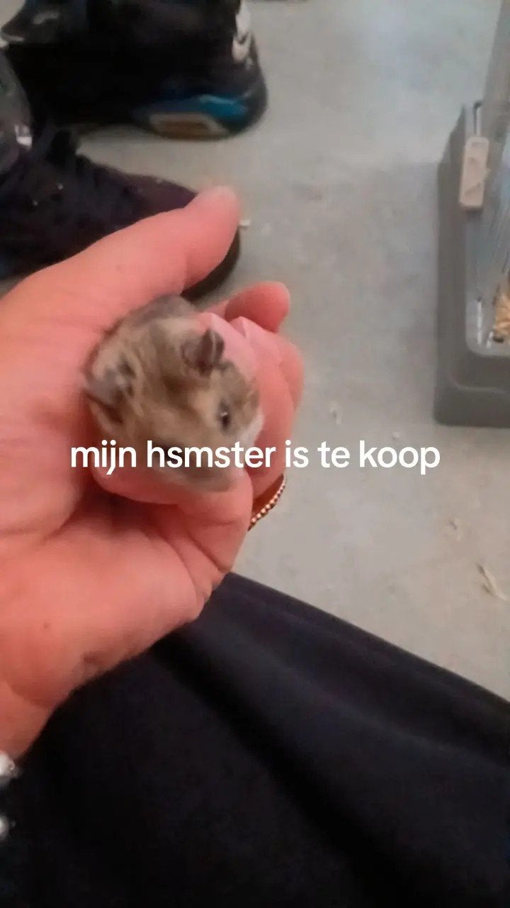 hamster, Dieren en Toebehoren, Knaagdieren, Hamster, Maart, Vrouwelijk, Tam