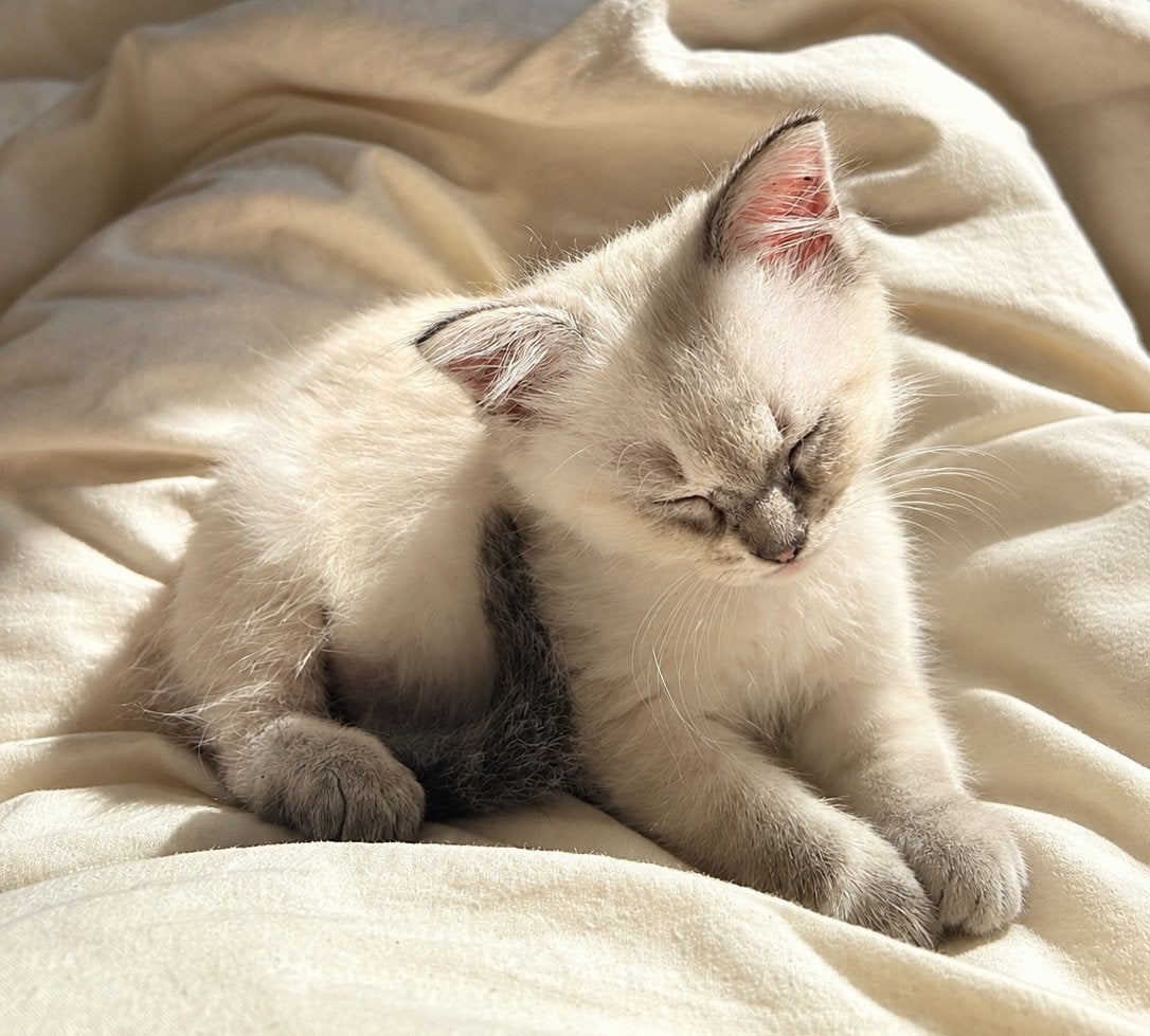 Nog maar 2 lieve Ragdoll kittens zoeken een liefdevol thuis, Poes, Ontwormd, 0 tot 2 jaar