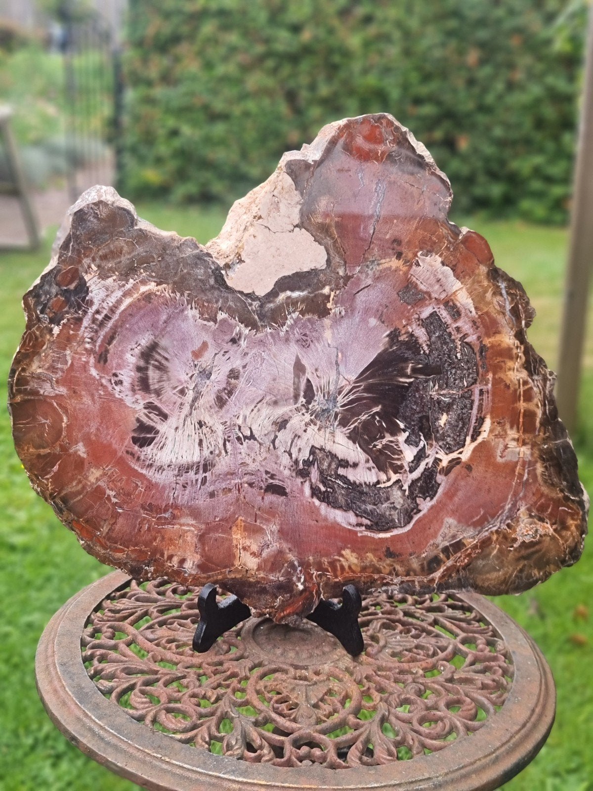 Versteend hout Madagaskar, Ophalen of Verzenden