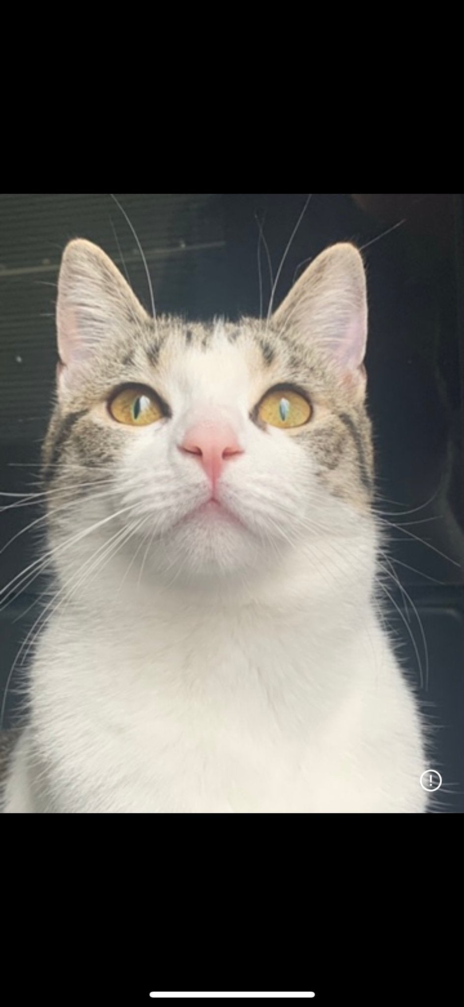 Opzoek naar een liefdevol rustig huisje, Dieren en Toebehoren, Katten en Kittens | Overige Katten