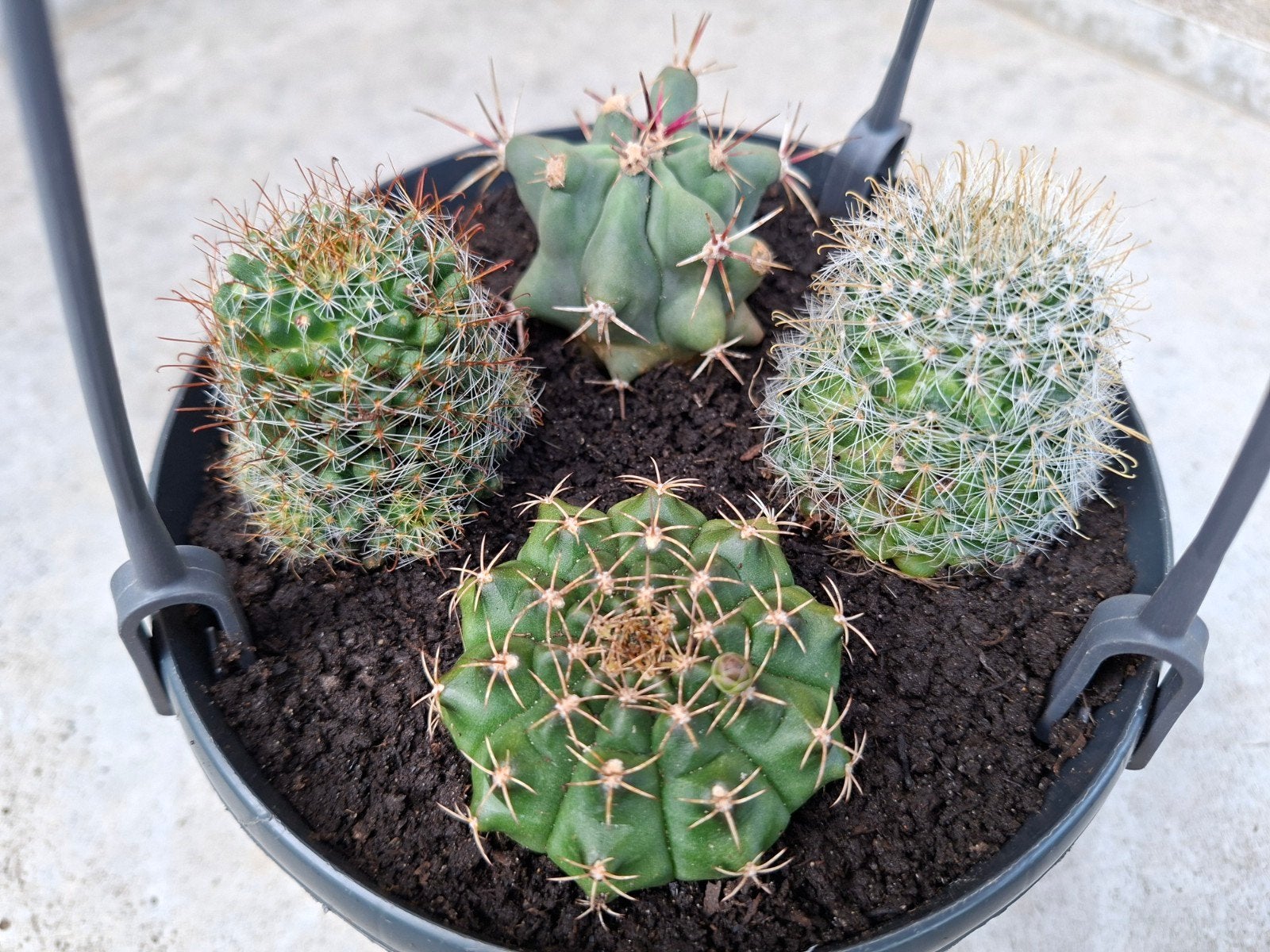 Vier cactussen in kunststof (hang)pot., Ophalen, Halfschaduw, Minder dan 100 cm