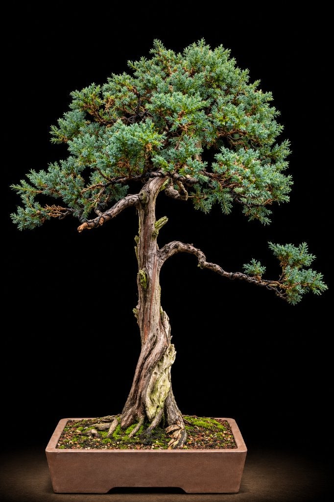 Bonsai Juniperus  Squamata, Halfschaduw, Overige soorten, Lente, Minder dan 100 cm