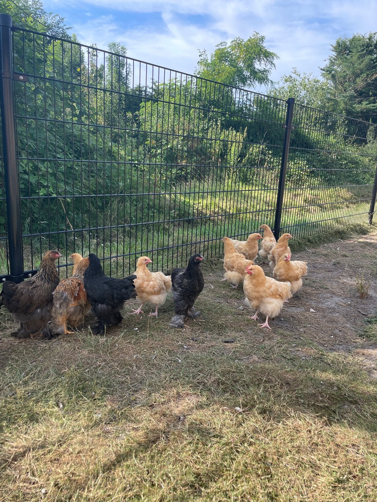 Rakippen/rashanen Orpinton/Brahma, Dieren en Toebehoren, Pluimvee, Meerdere dieren, Kip
