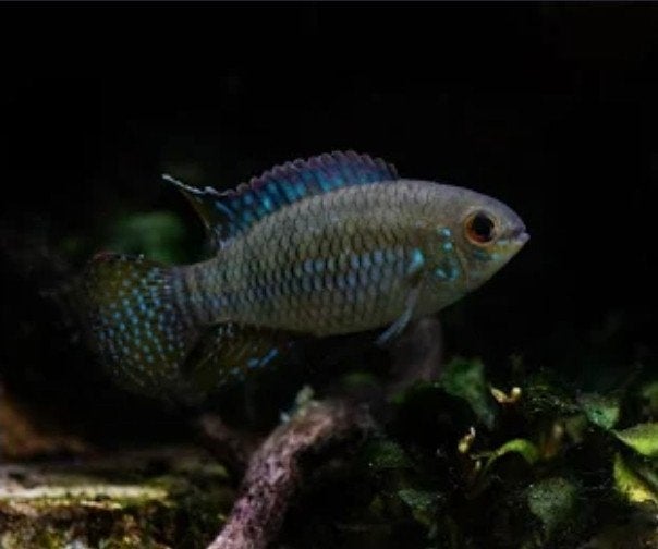 Laetacara curviceps, Vis