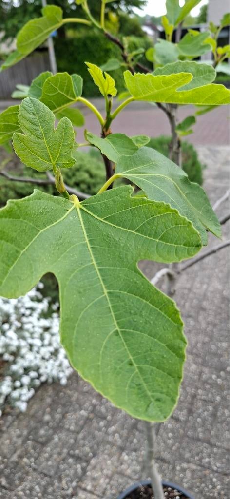 Vijgenboom 5 jaar oud, 1.60m - geeft jaarlijks fruit, Volle zon, Vaste plant, Ophalen of Verzenden, Zomer