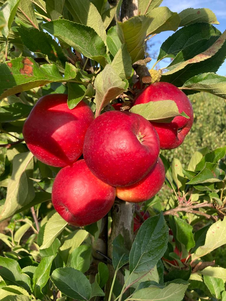 APPELBOMEN, Tuin en Terras, Planten | Fruitbomen, Ophalen, Lente, Volle zon, Appelboom
