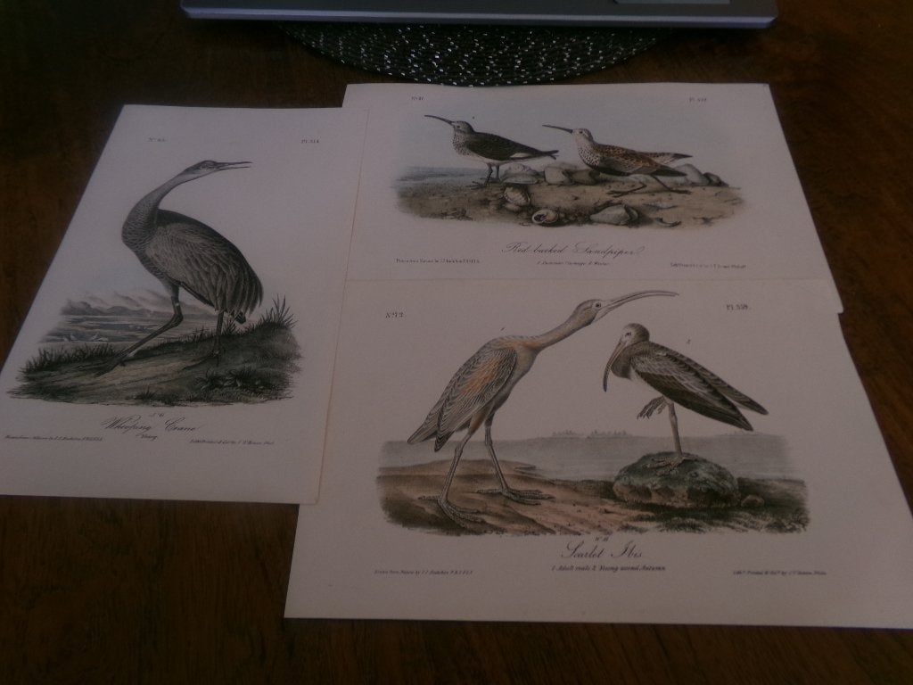 3 x Litho - Antiek - J J Audubon, JT Bowen - Wood Warblers, Ophalen of Verzenden