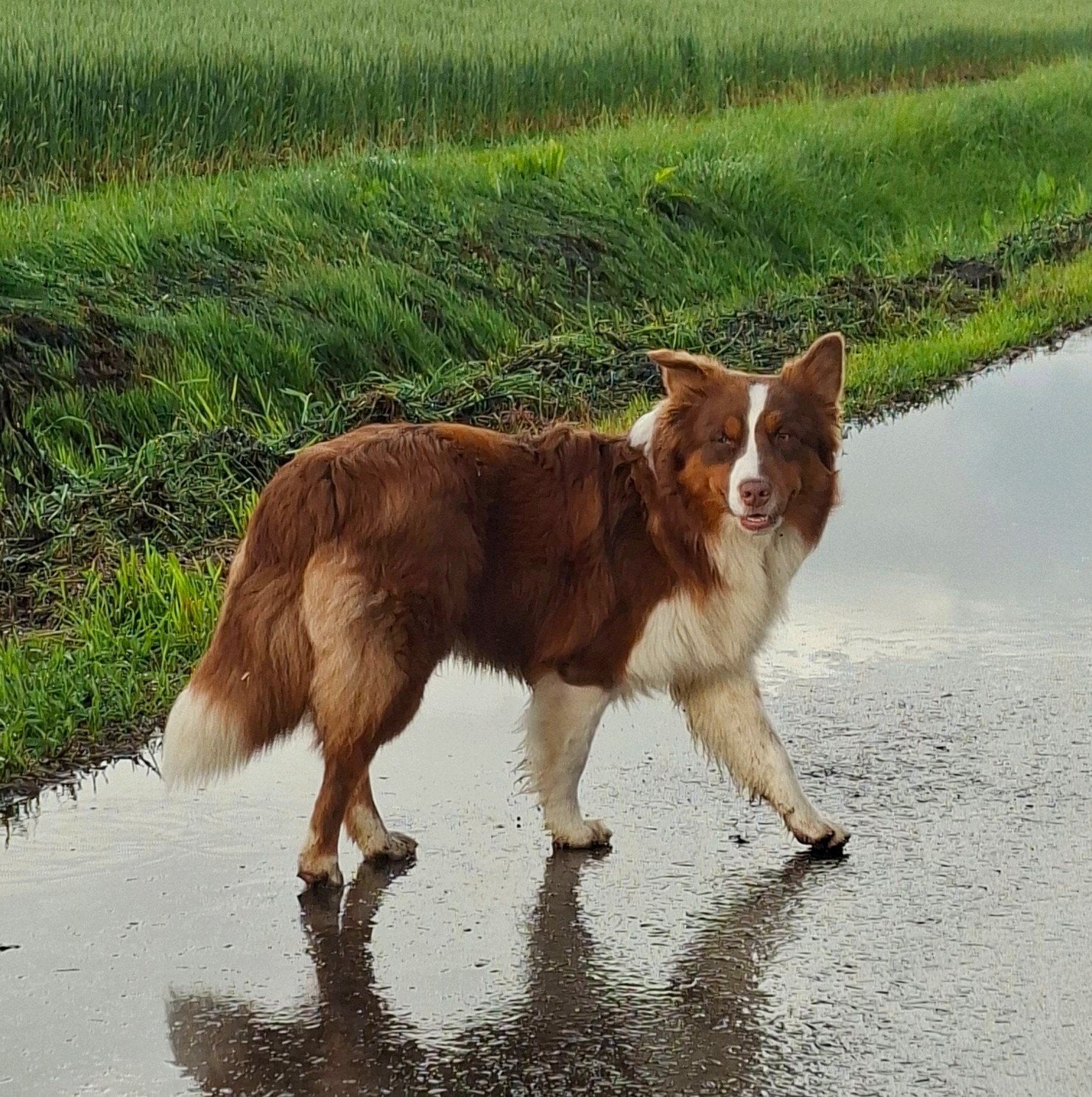 australian shepherd dekreu aangeboden!, Dieren en Toebehoren, Honden | Herdershonden en Veedrijvers, Reu, 1 tot 2 jaar, Eén hond