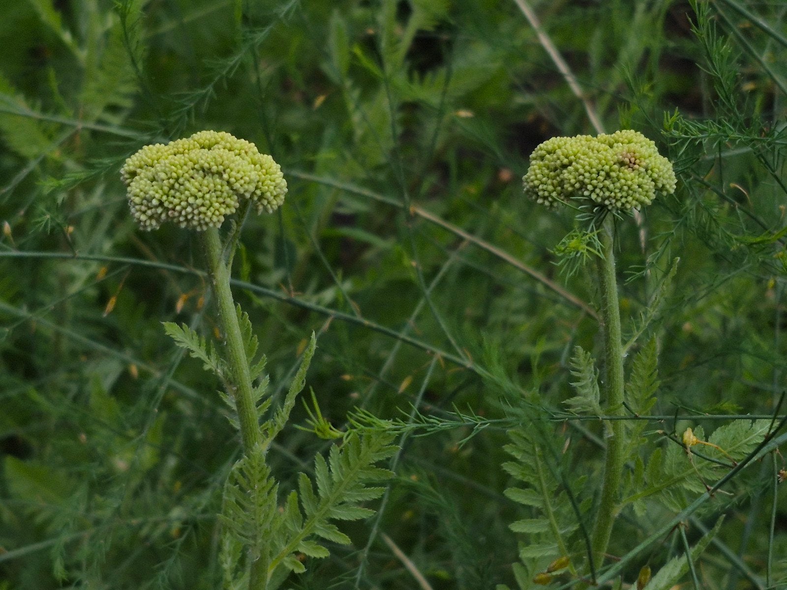 Duizendblad met gele bloemen - 2 pollen, Tuin en Terras, Ophalen, Volle zon, Vaste plant, Kruiden