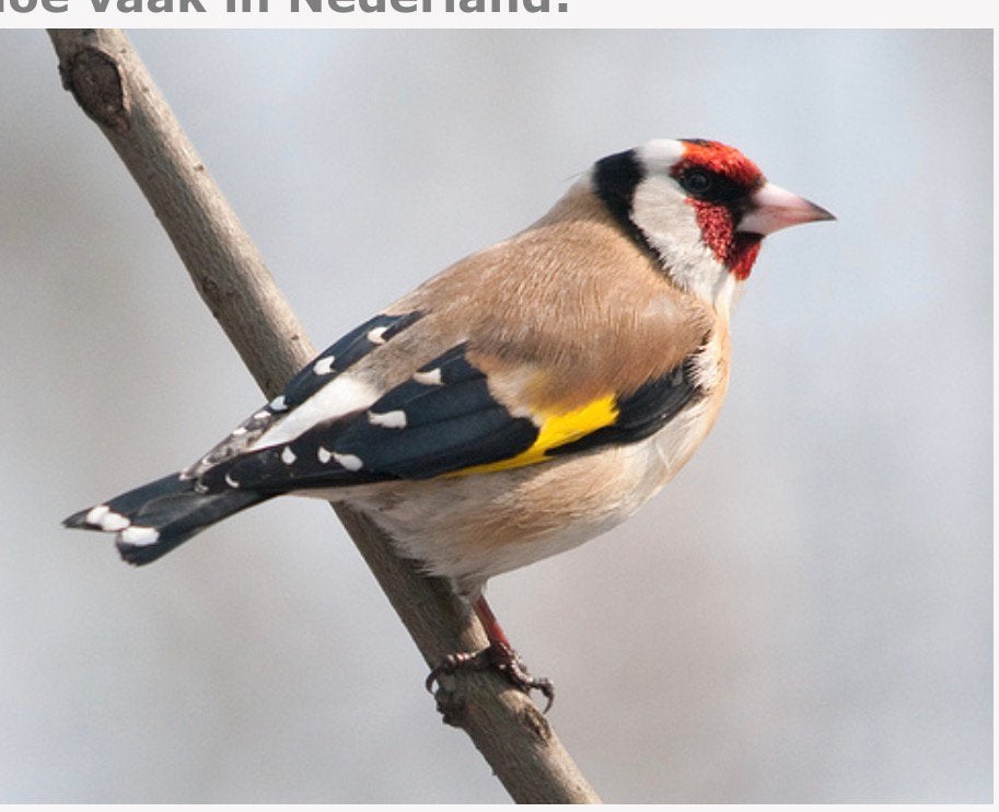 Bloemputter koppel 2026, Meerdere dieren, Wildzangvogel, Geringd
