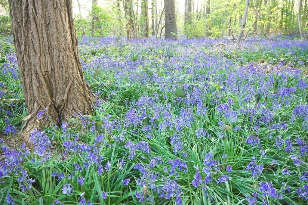 Boshyacint (Blue Bells), gratis!, Tuin en Terras, Bloembollen en Zaden, Ophalen, Volle zon