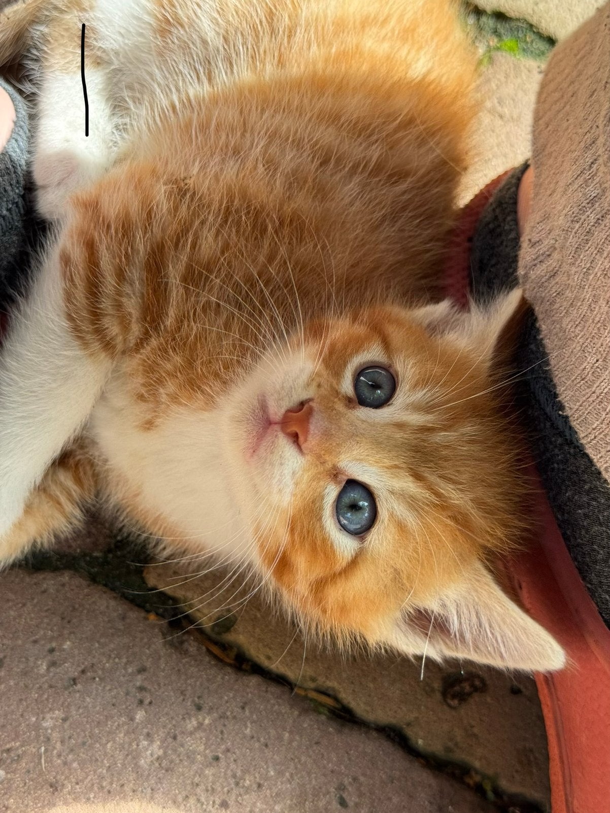 5 hele lieve kittens te koop, Dieren en Toebehoren, Meerdere dieren