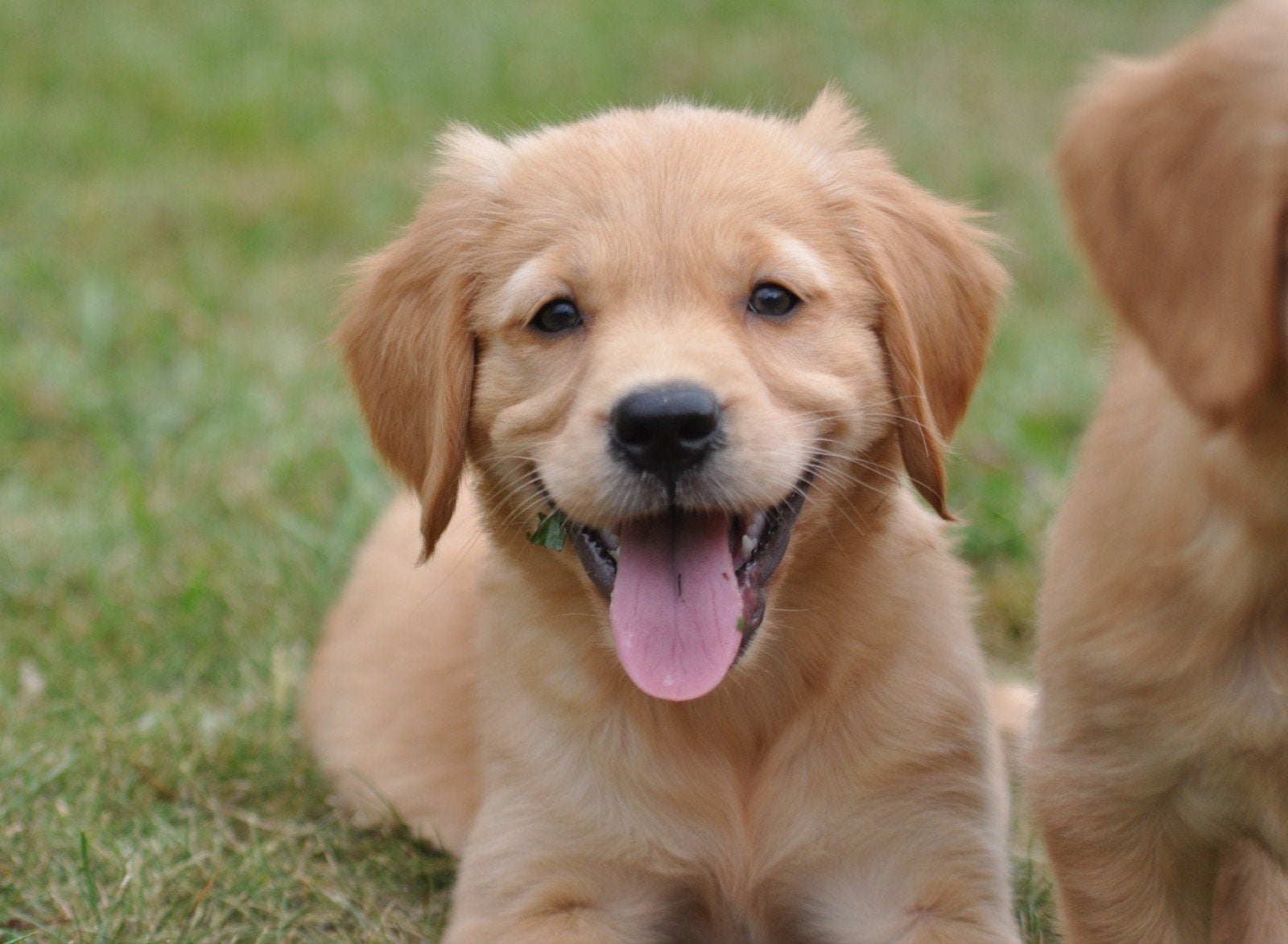 prachtige donkere Golden retriever pups uit geteste ouders, Dieren en Toebehoren, Golden retriever, HCC (leverziekte), 8 tot 15 weken