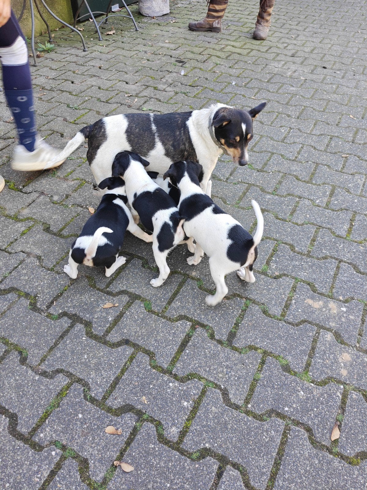 Te koop: Jack Russel pups, 8 tot 15 weken, Meerdere, Meerdere dieren, Middel