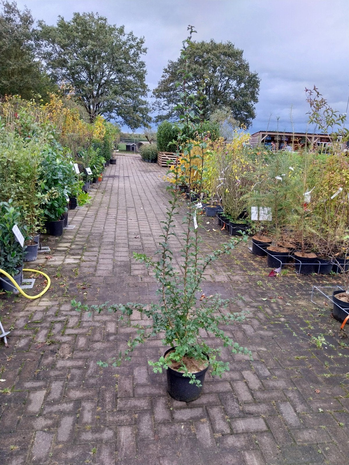 meidoorn planten crataegus monogyna, Ophalen, Overige soorten, Minder dan 100 cm