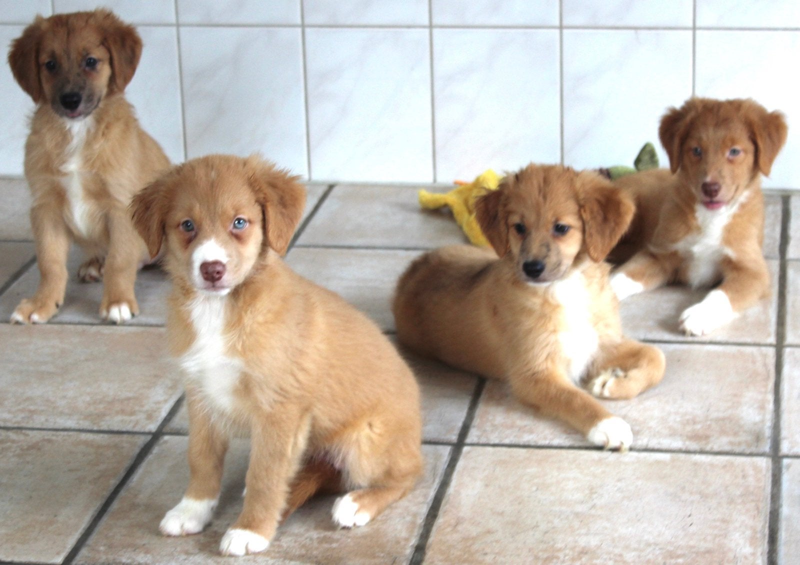 Nova scotia duck tolling retriever x border collie pups, Nederland, Labrador retriever, Meerdere, Meerdere dieren