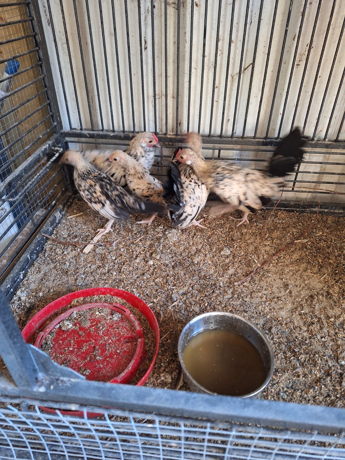 Javakriel 2 kippen en een haantje, Dieren en Toebehoren, Pluimvee, Meerdere dieren, Kip