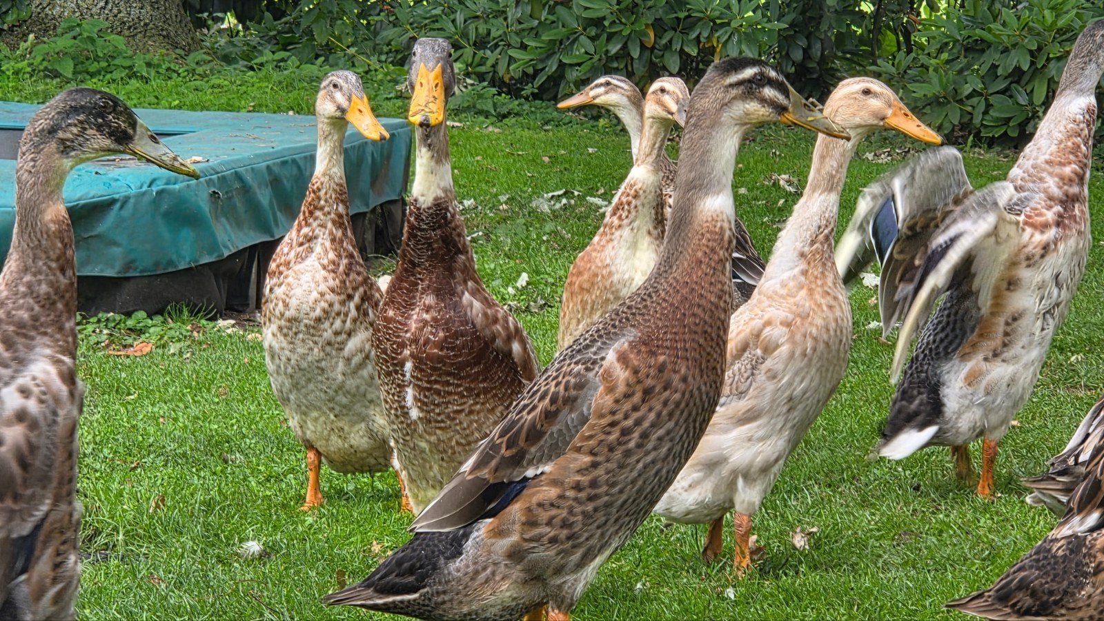 Loopeend/loopeenden/woerden/woerd/mannetje, Mannelijk, Eend