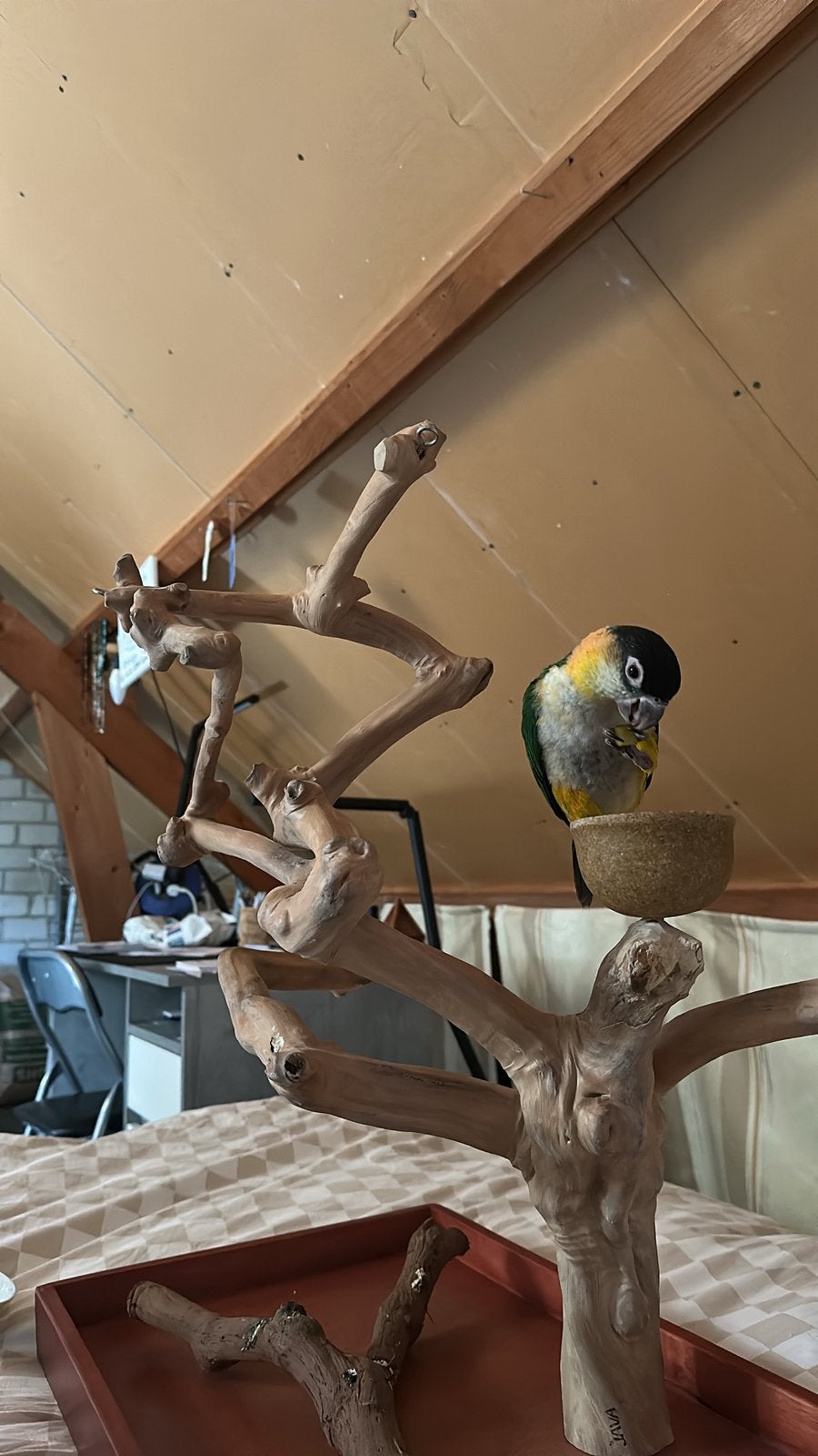 Zwartkop caique, inclusief kooi, Dieren en Toebehoren, Vogels | Parkieten en Papegaaien, Vrouwelijk, Papegaai, Geringd