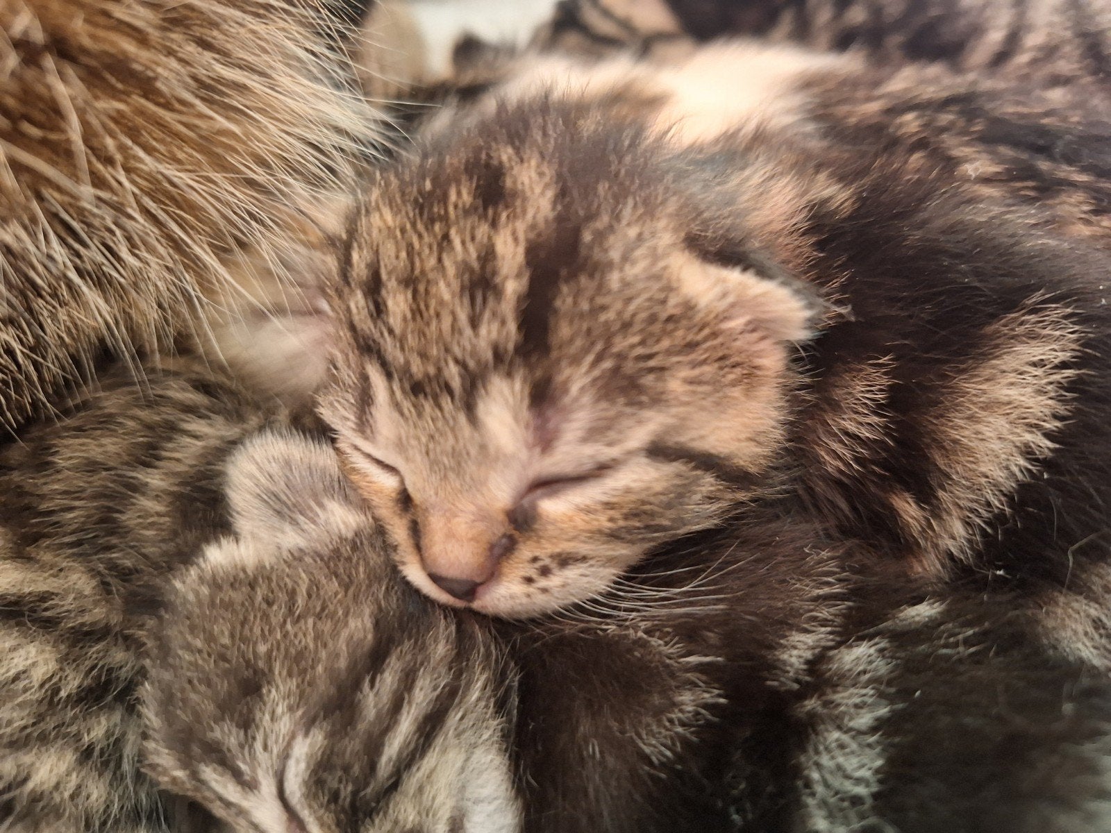 Prachtig nestje van 7 tijgerkittens, katertje, poesjes, Dieren en Toebehoren, Katten en Kittens | Overige Katten, Meerdere dieren