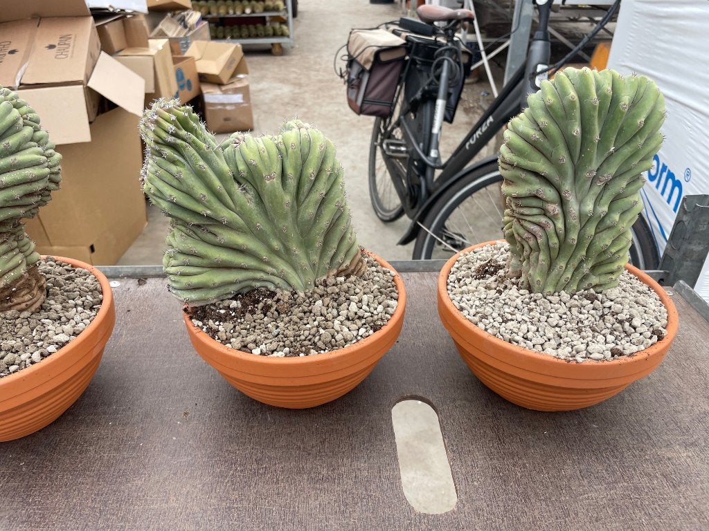 Cactus Lophocereus Schotti Cristaat Totempaal cactus., Ophalen of Verzenden, Minder dan 100 cm, Bloeiende kamerplant, Volle zon