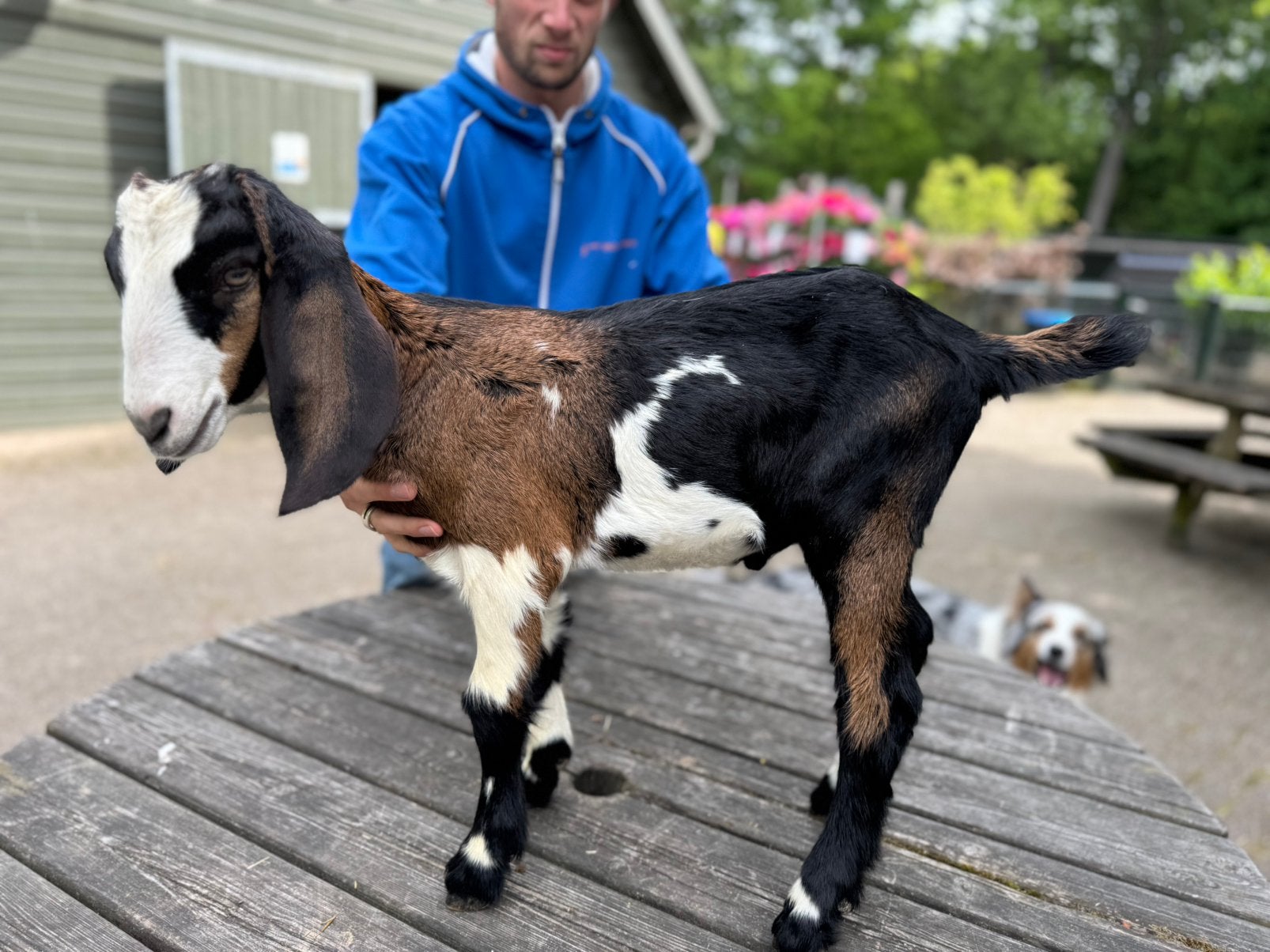 Mooie tamme nubische bok te koop., Dieren en Toebehoren, Mannelijk, Geit