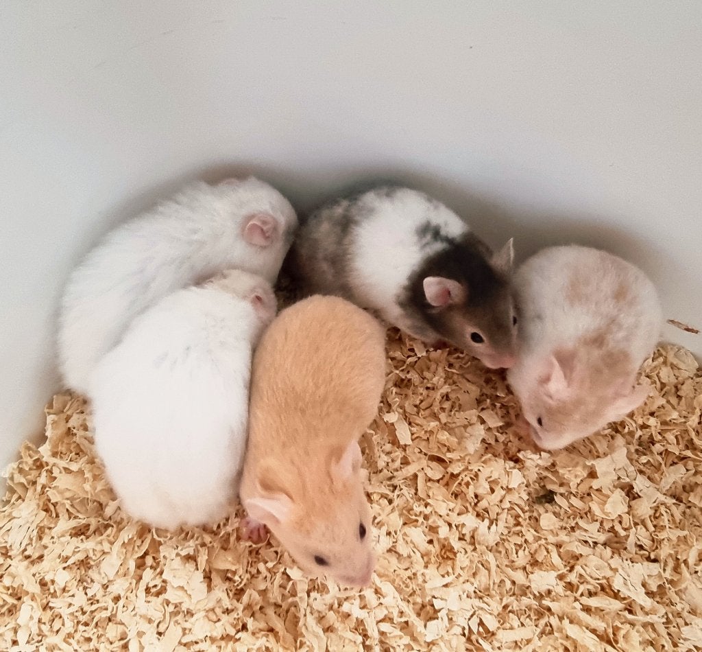 Jonge hamsters beschikbaar handtam, Dieren en Toebehoren, Hamster, Meerdere dieren, Tam, September
